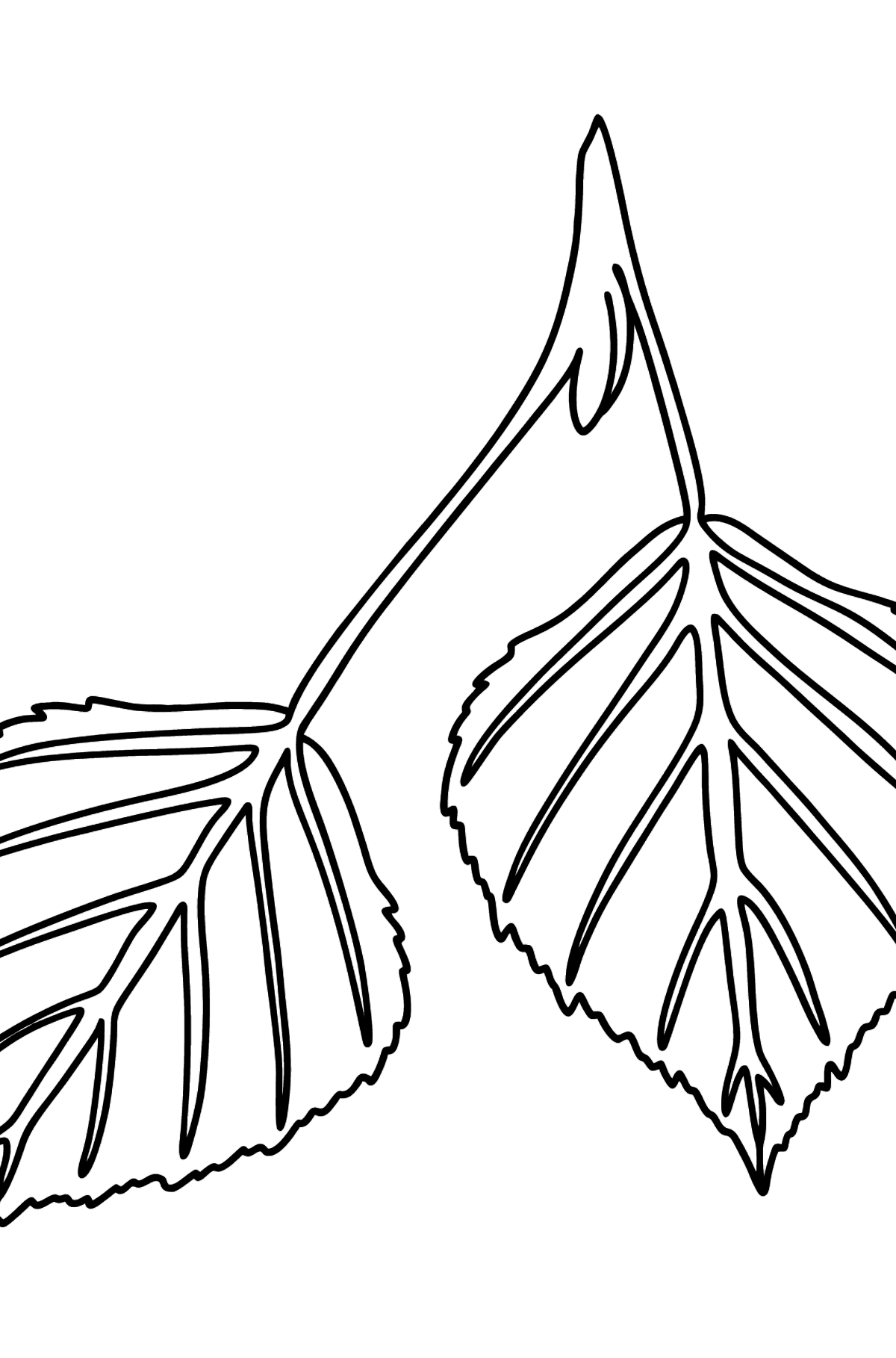 Birch Leaves coloring page - Coloring Pages for Kids