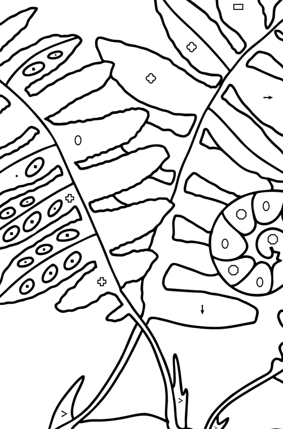 Раскраска Листья папоротника - Полезная картинка для Детей