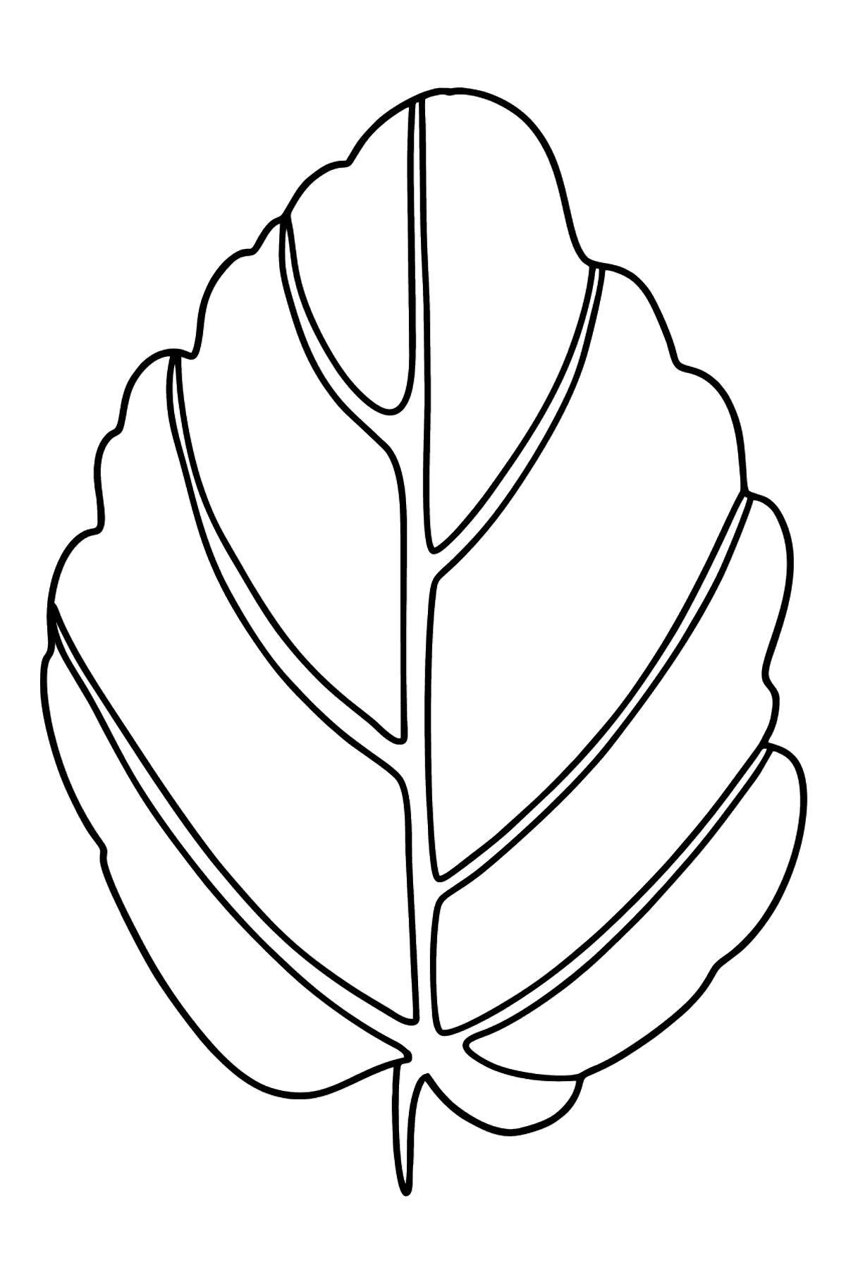 Hamamelis Leaf coloring page - Coloring Pages for Kids