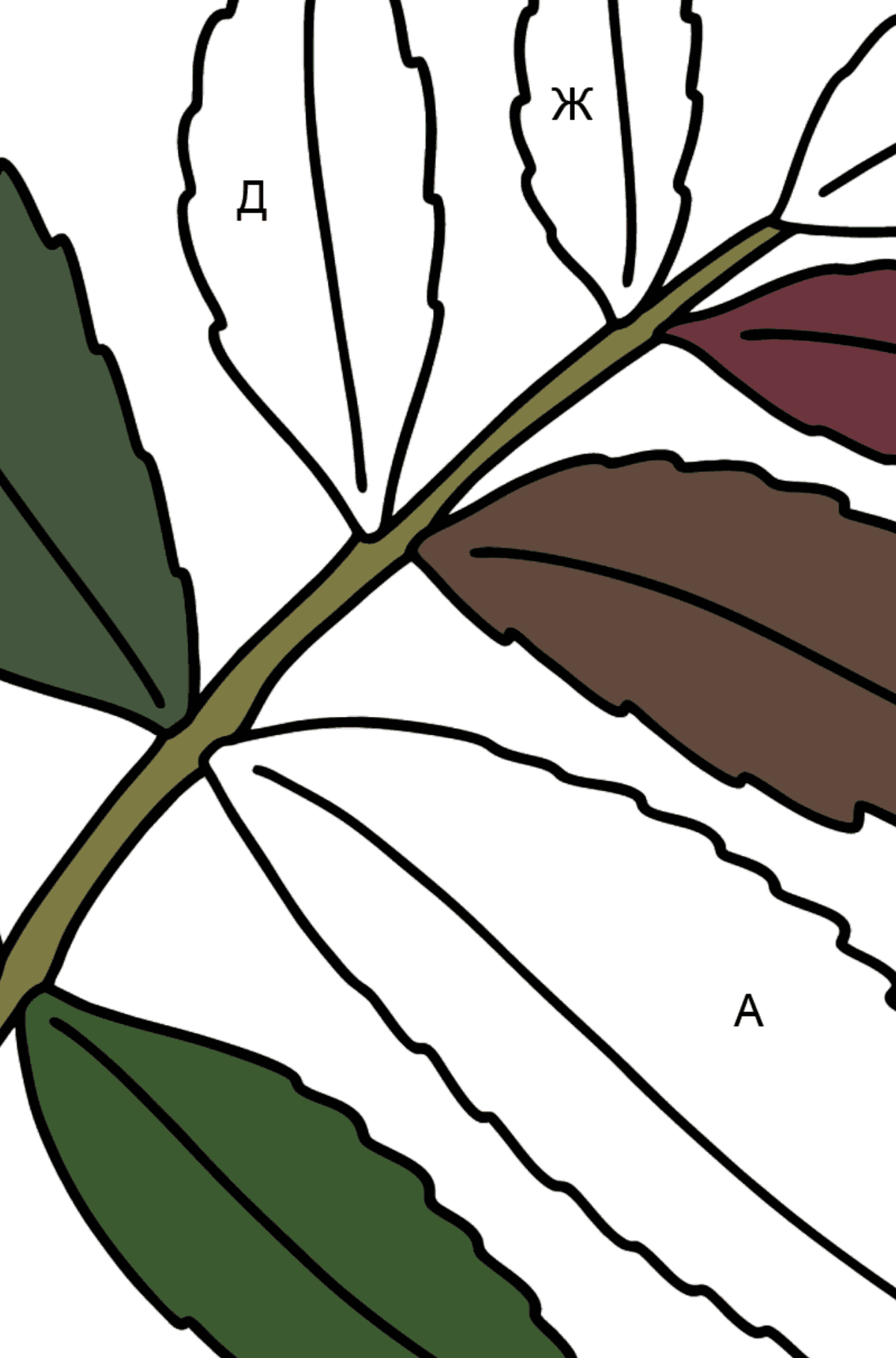 Раскраска лист дерева сумах - По Буквам для Детей