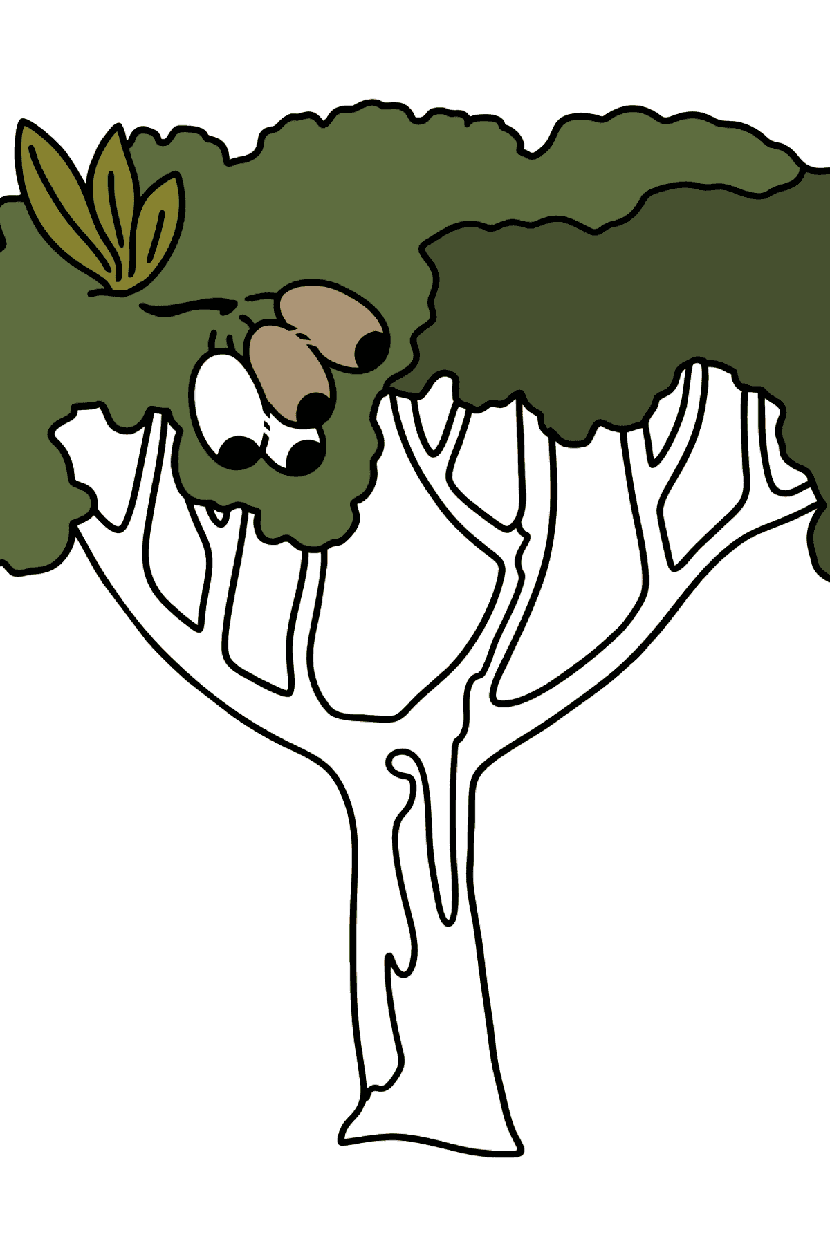 Раскраска десневое дерево - Коримбия - Картинки для Детей