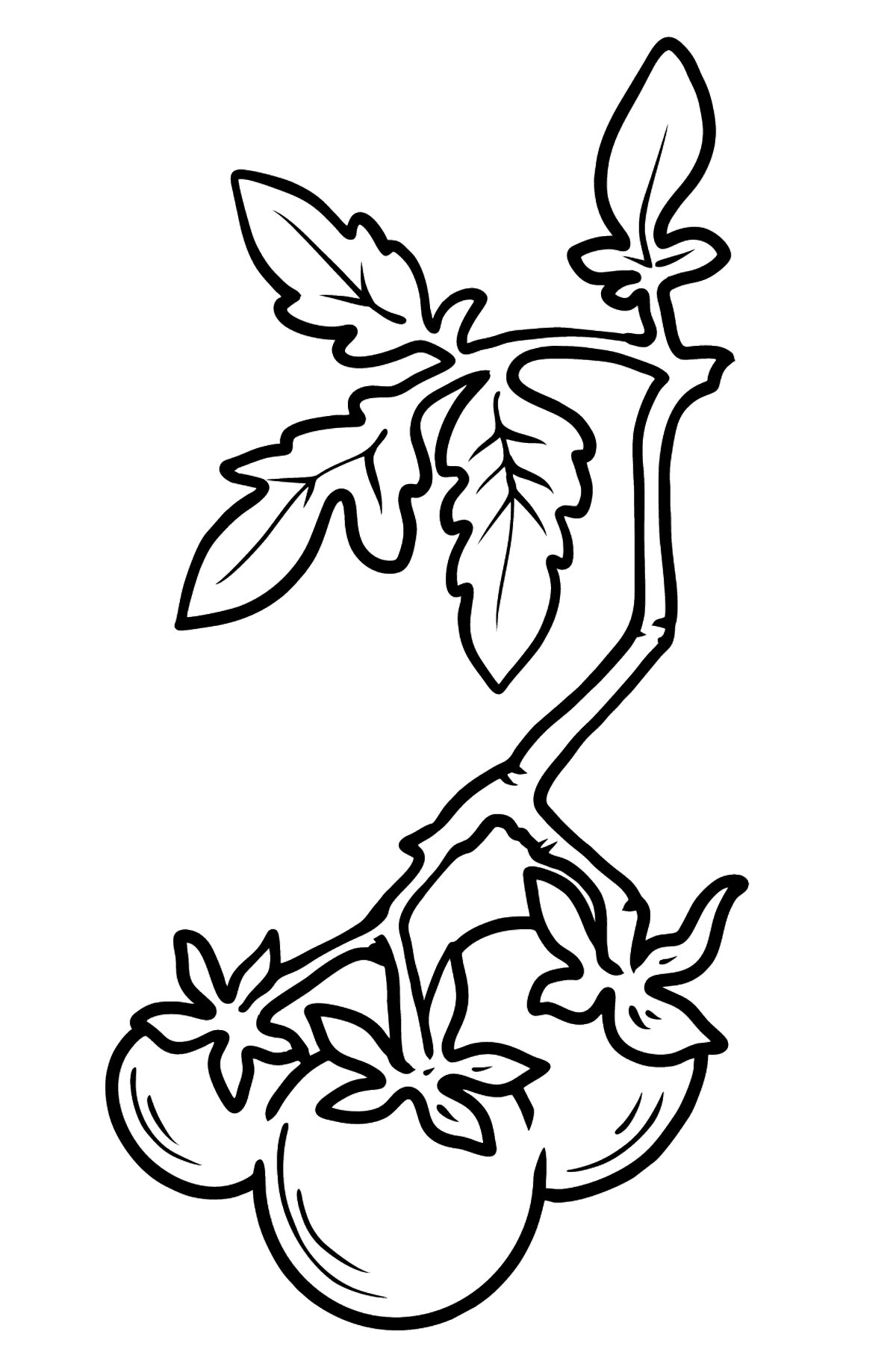 Cherry Tomato coloring page - Coloring Pages for Kids