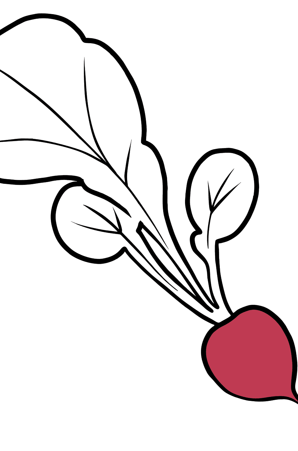 Radish coloring page - Coloring Pages for Kids